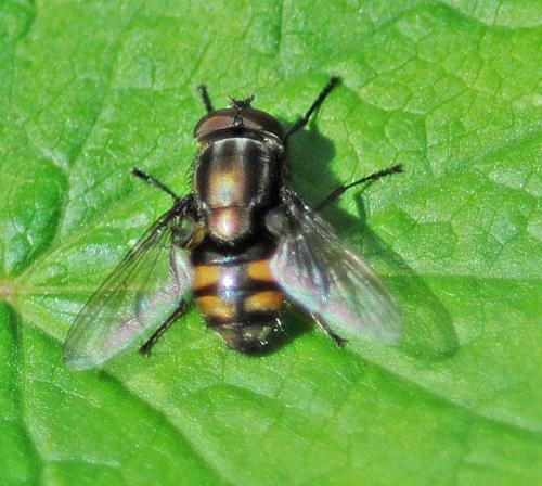 Stomorhina lunata